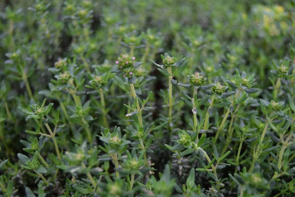 Thymus vulgaris 'Faustini' ---